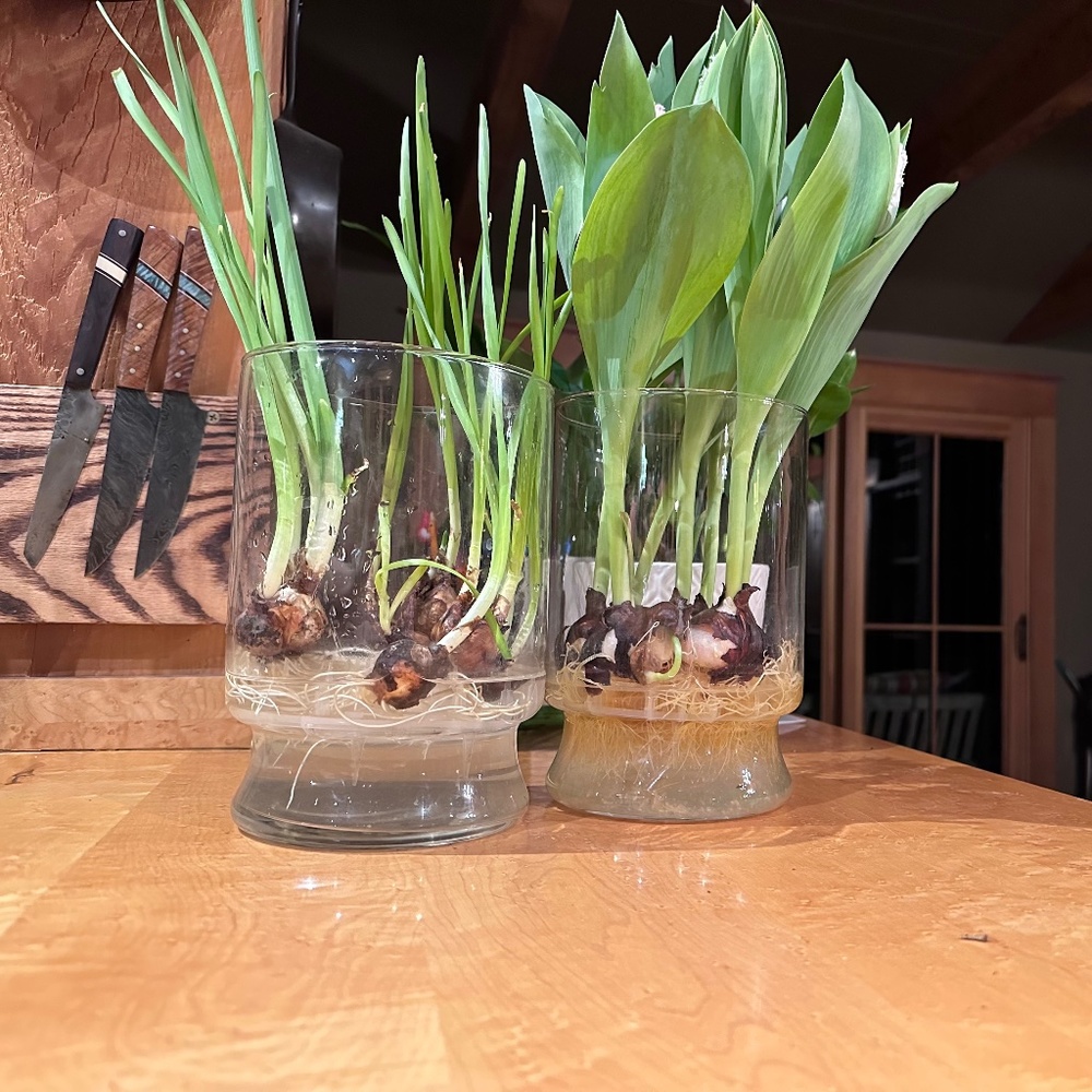 Easy-Clean Glass Vase w/Washable Insert for Force-Growing Bulbs